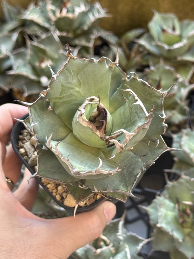 20241108の上からのハデスの様子