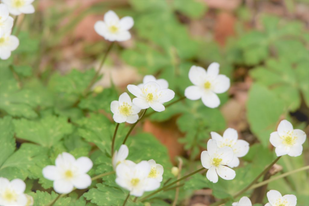 【山野草】ニリンソウ（二輪草）の育て方！花言葉や水やり方法も紹介