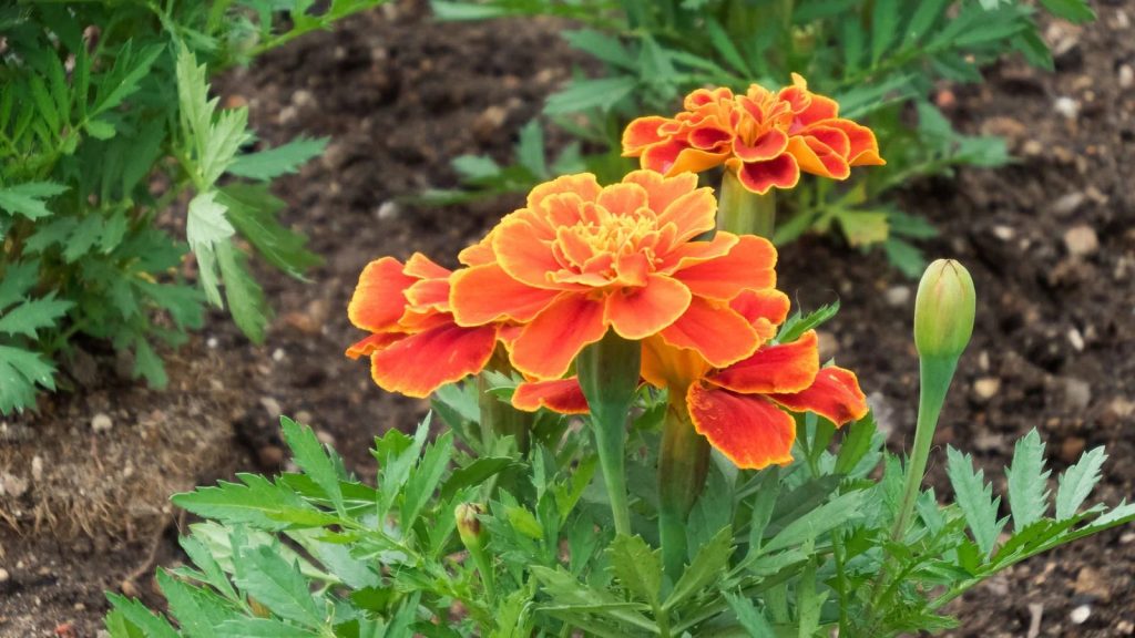 マリーゴールドの育て方：土作り・植え付けのポイント