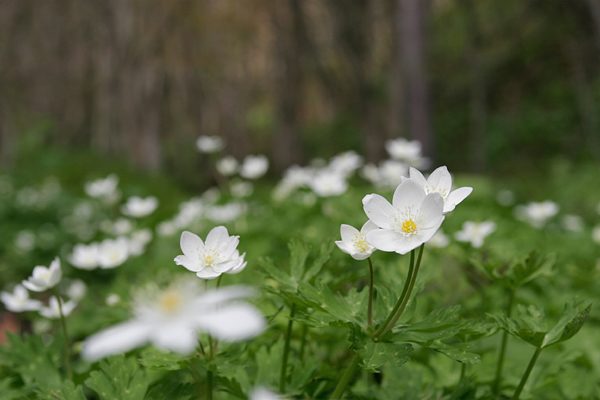 ニリンソウの魅力