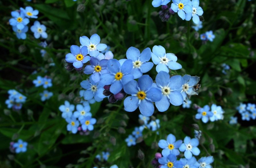 まとめ：ワスレナグサを美しく咲かせよう！