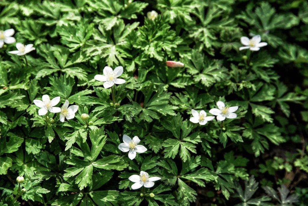 ニリンソウの花言葉