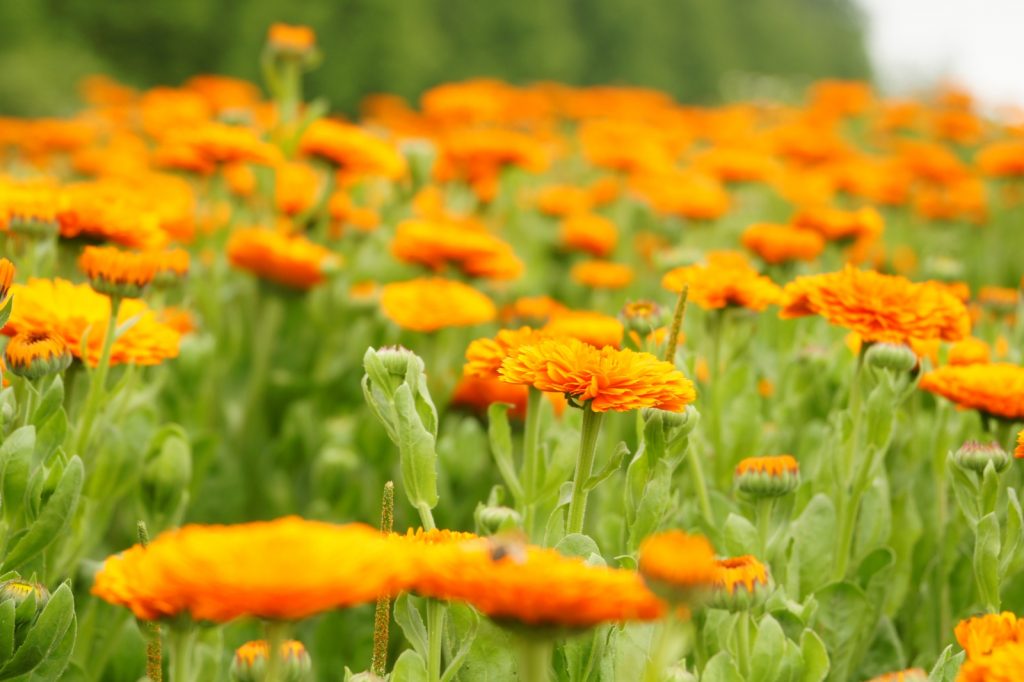 マリーゴールドとは？特徴と魅力を紹介