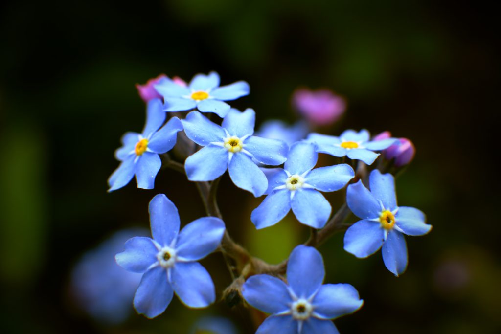 ワスレナグサ（勿忘草）の育て方！花言葉や水やり方法も紹介