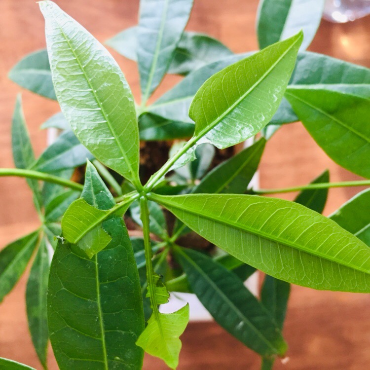 パキラにつく主な害虫と被害の見分け方