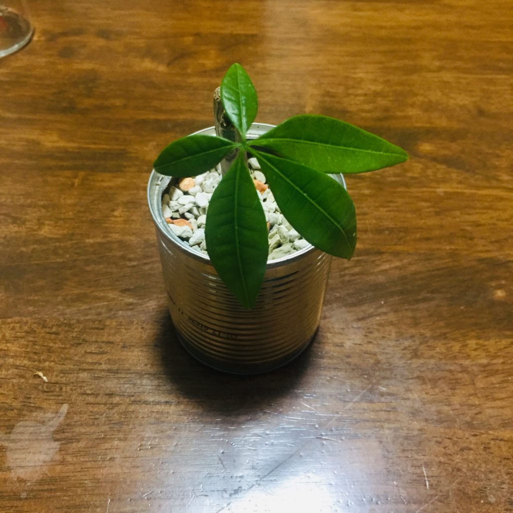 置き場所の選び方が生育のカギ