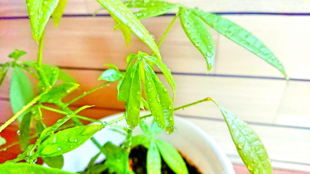 パキラを長持ちさせるお手入れ習慣