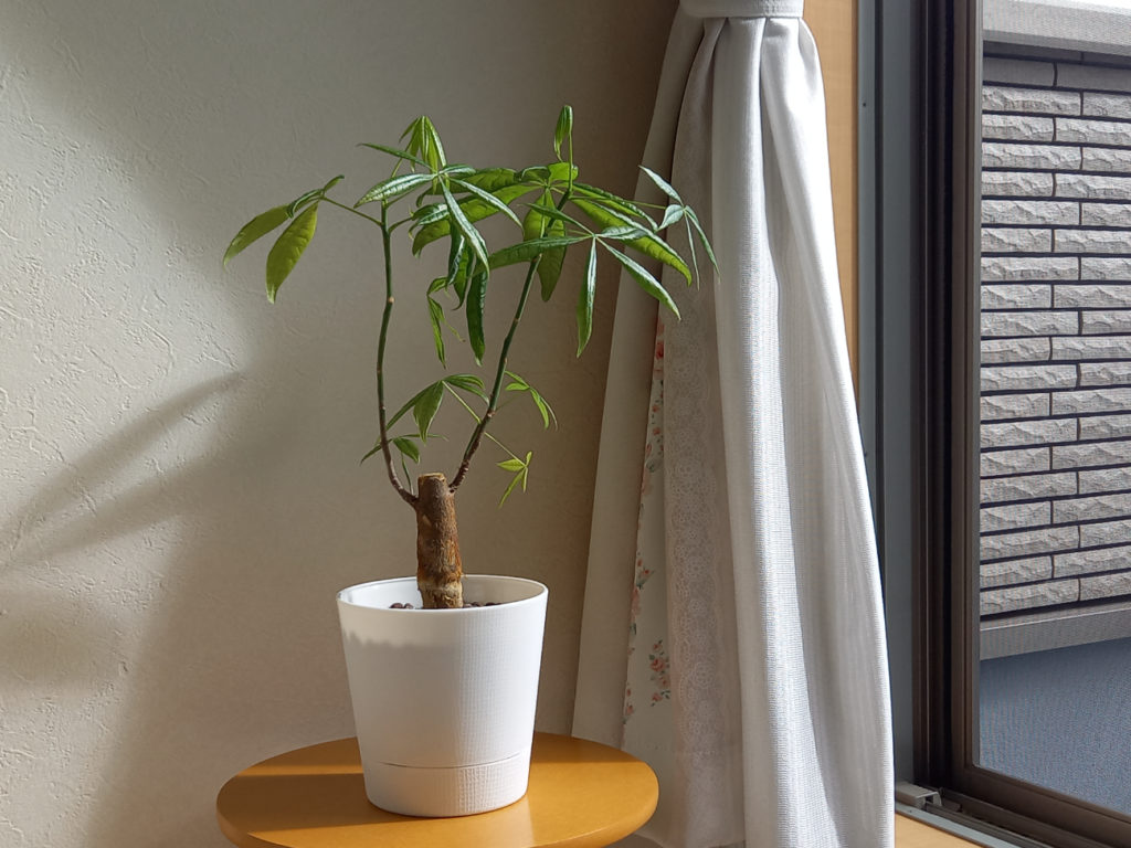 パキラを枯らさない水やりのコツ