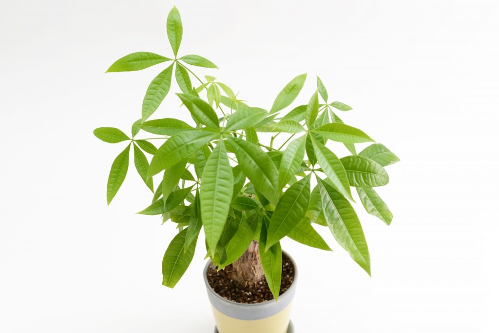 パキラの育て方の基本を知ろう