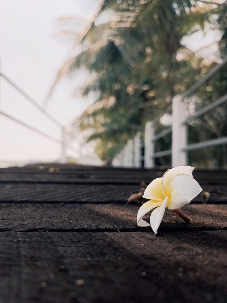 【ガーデニング】プルメリアの育て方！花言葉や水やり方法も紹介