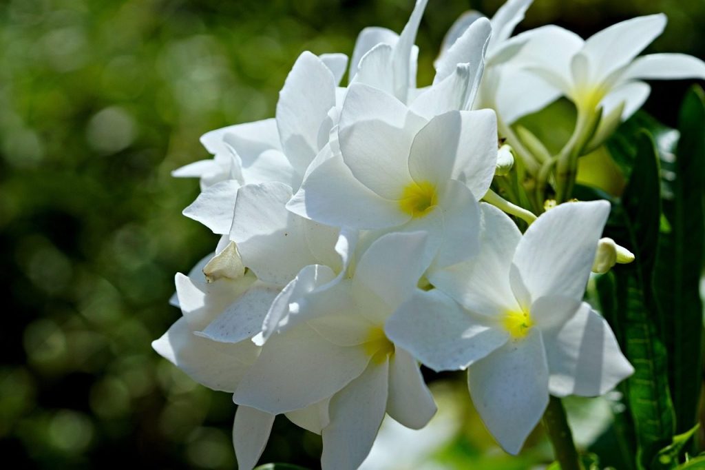 プルメリアの水やり方法