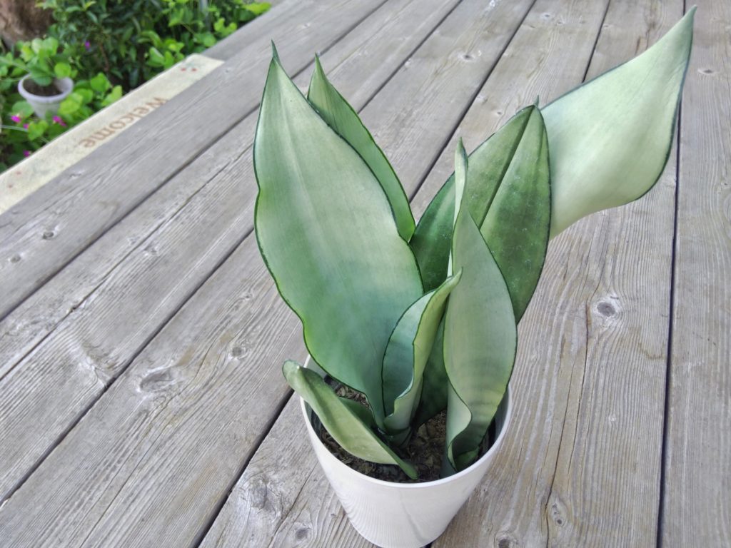 4. サンスベリア・ムーンシャイン