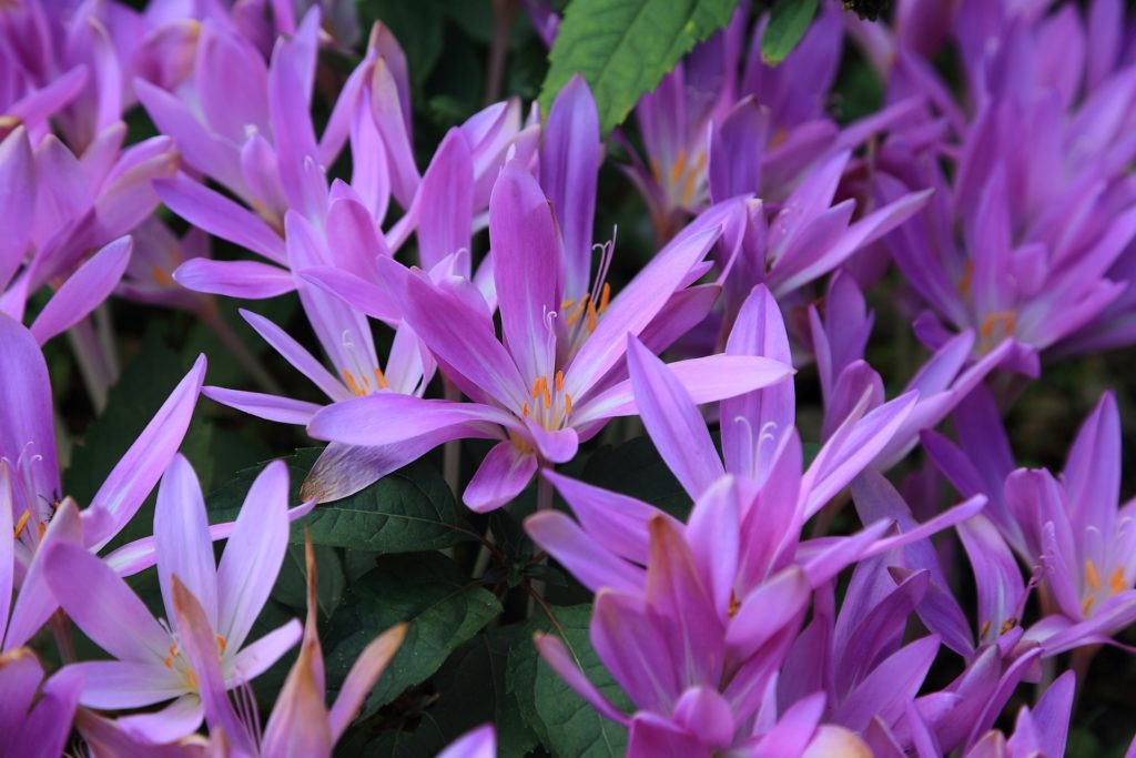 サフランの増やし方と球根の扱い方