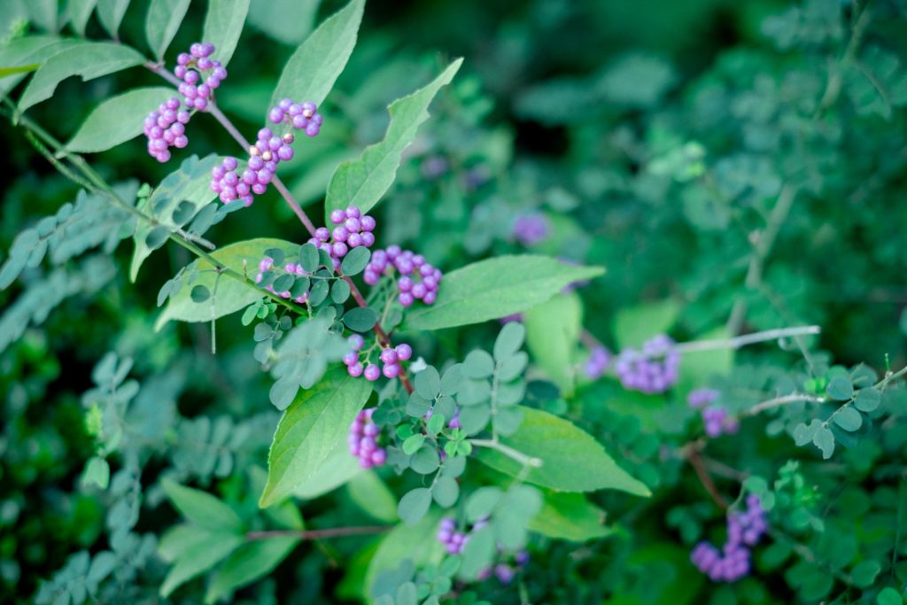 ムラサキシキブの剪定と増やし方