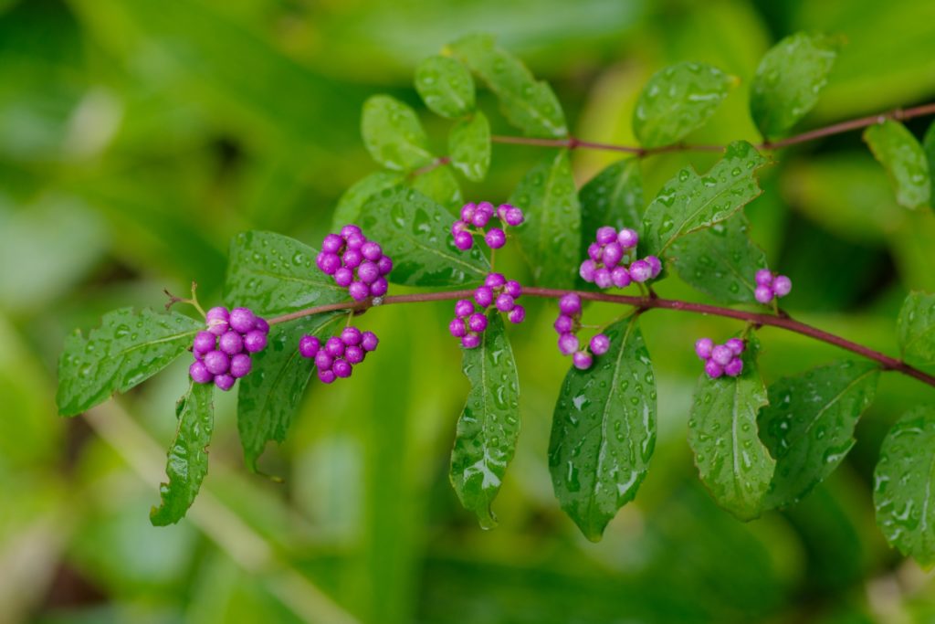 ムラサキシキブの育て方と植える時期