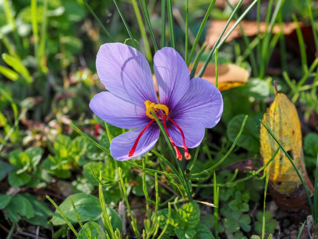 サフランの病気と害虫の予防対策