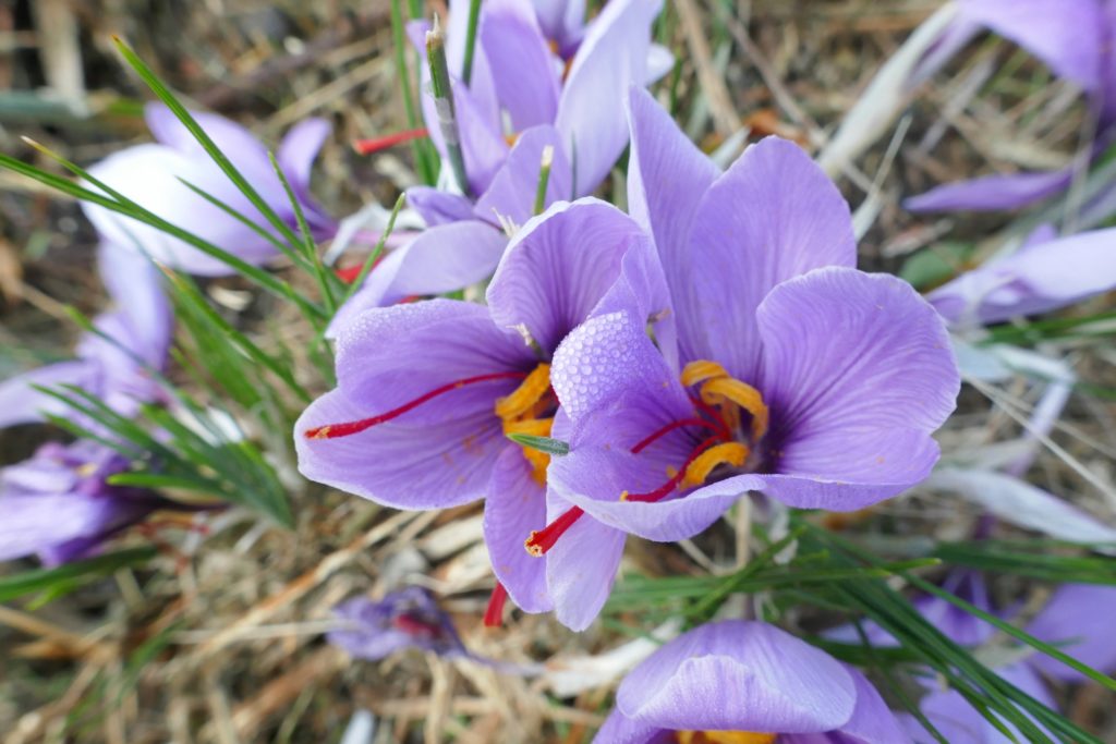 サフランの育て方と植える時期
