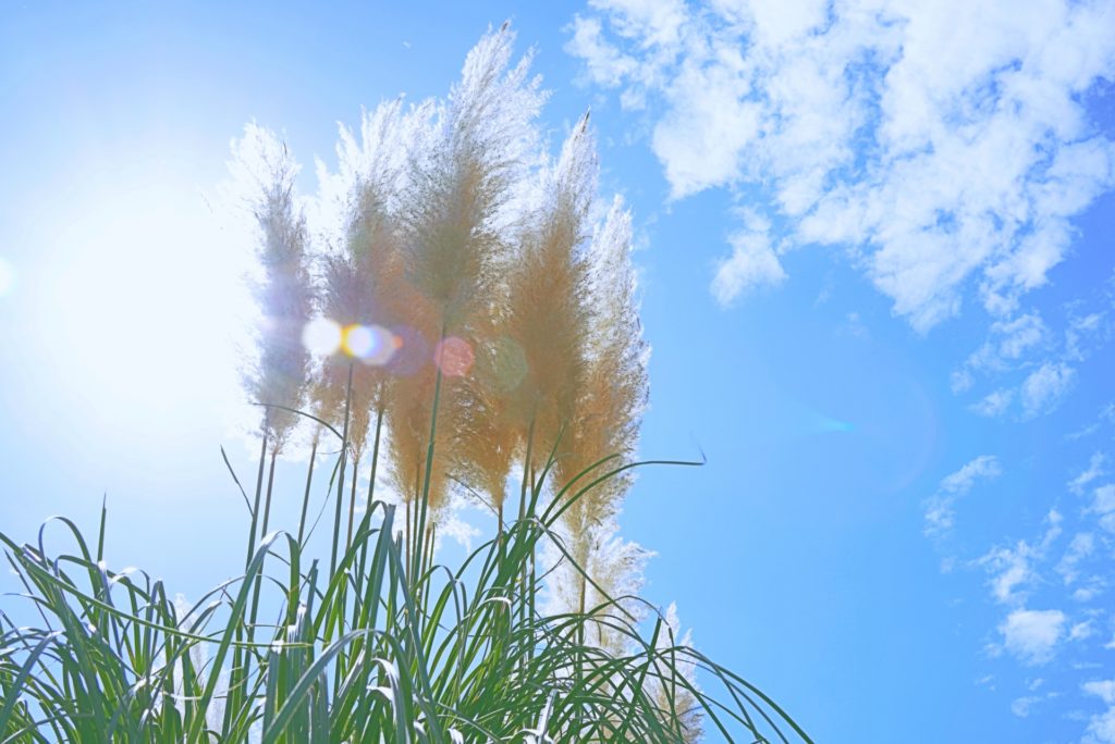 パンパスグラスの剪定と増やし方