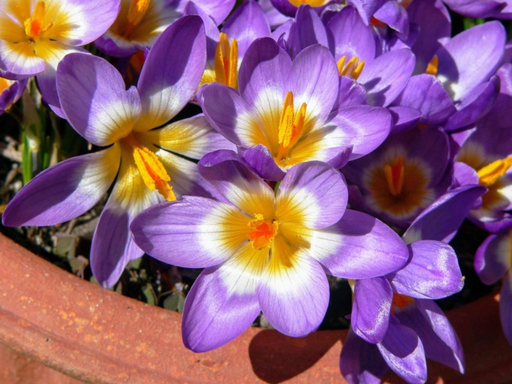 まとめ：サフランで花とスパイスを楽しもう