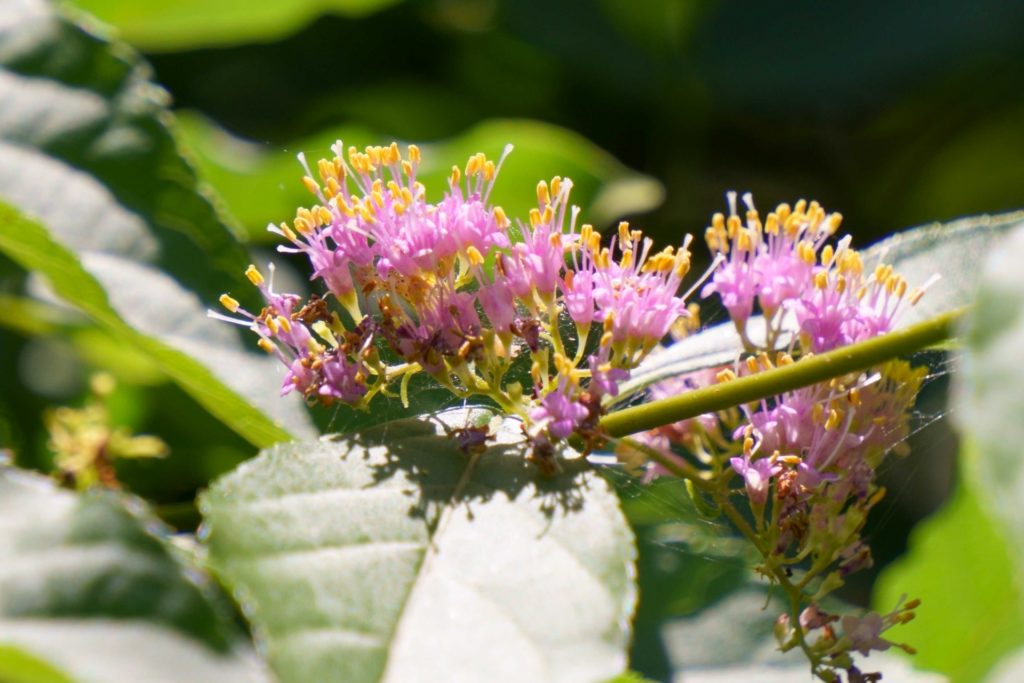 ムラサキシキブとは？特徴や花言葉を解説