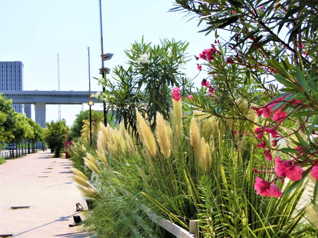 パンパスグラスの育て方と植える時期