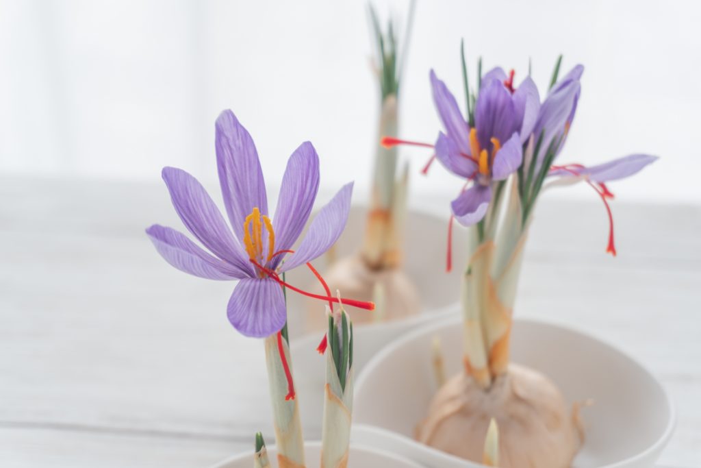 サフランの水やり方法とコツ