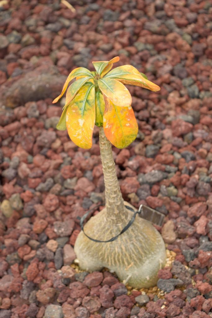 休眠中に起こる典型的な変化