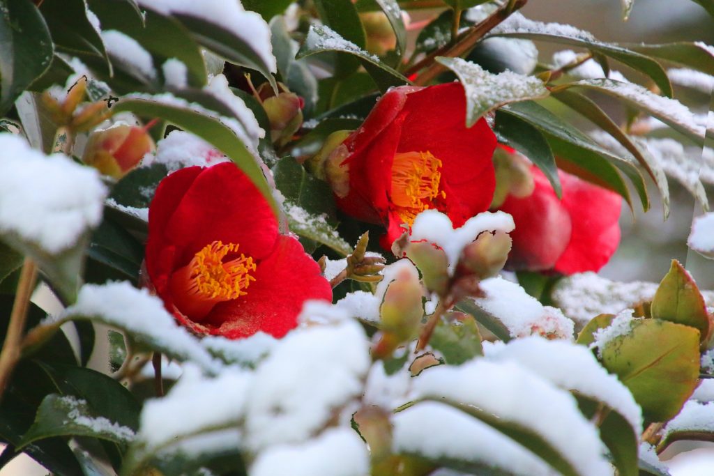 常緑樹が葉を落とさない理由