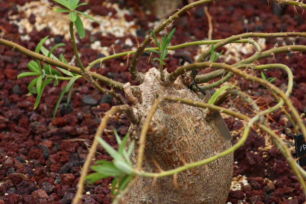 なぜ「コーデックス」という言葉が使われるようになったのか