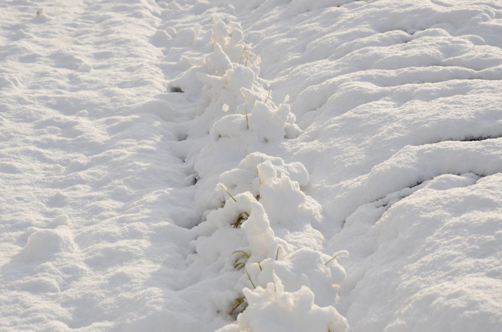 まとめ|冬越し成功の9割は温度で決まる