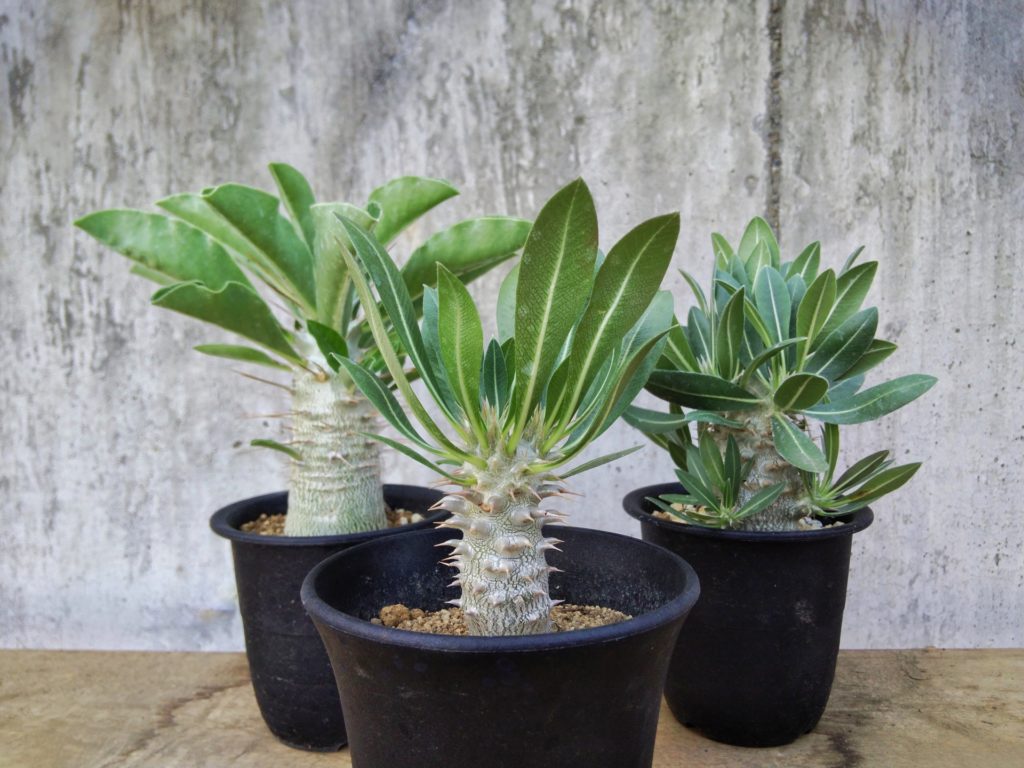 コーデックスは初心者でも育てられる？