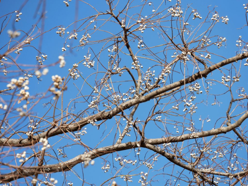 落葉は「弱ったサイン」ではない