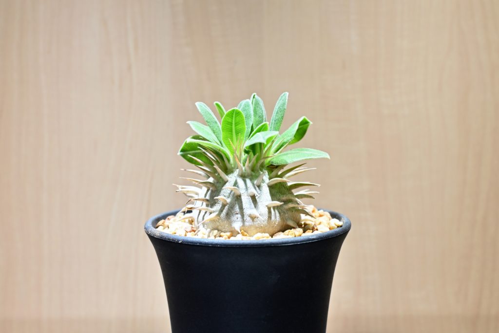 休眠明けが近づいたら確認するポイント