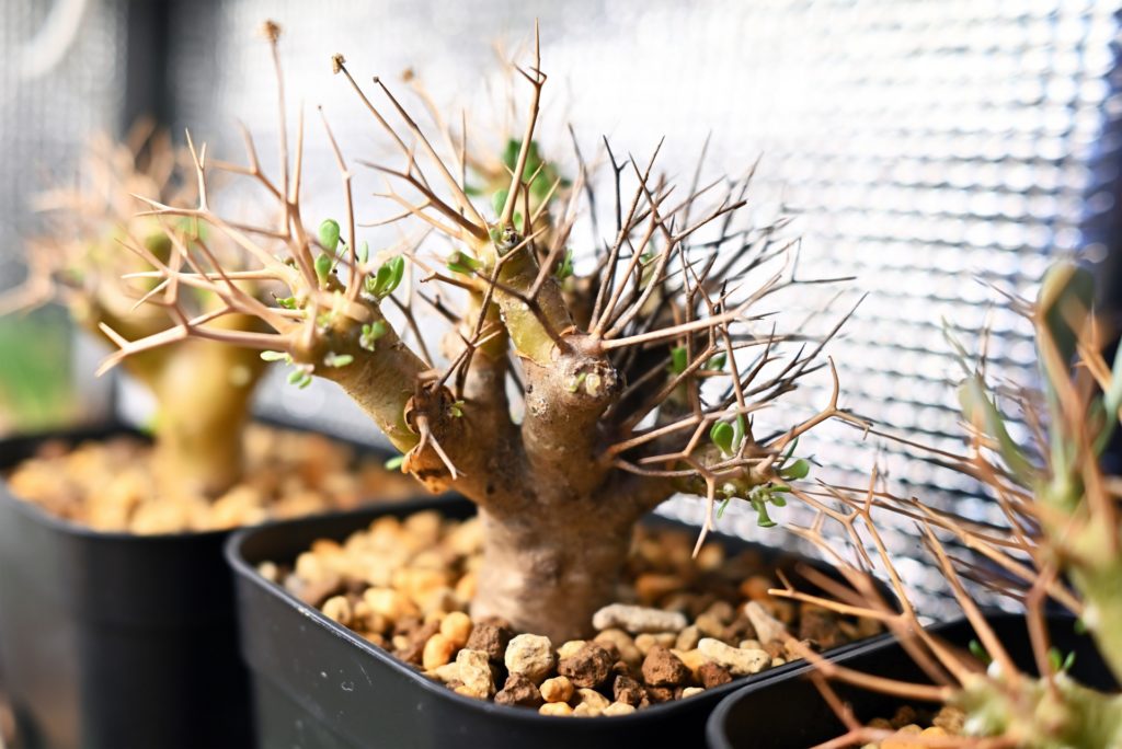 休眠中の正しい管理方法