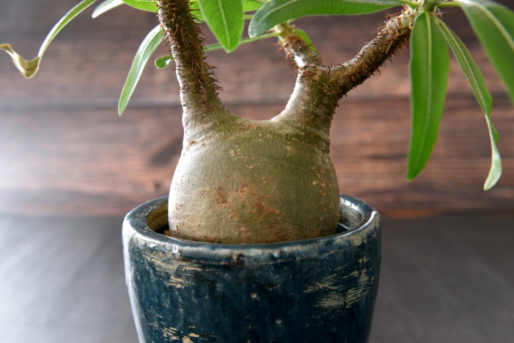 初心者が一番失敗しやすい思い込み