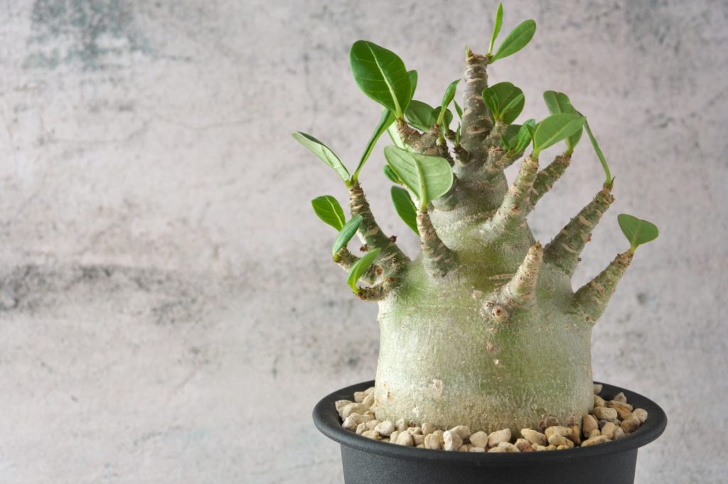 アデニウム｜反応が分かりやすい優等生