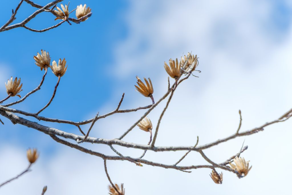 まとめ｜冬を理解するとガーデニングは楽になる