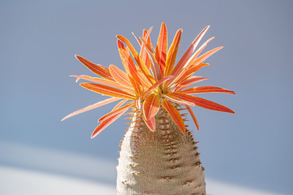 そもそも塊根植物の「休眠」とは？