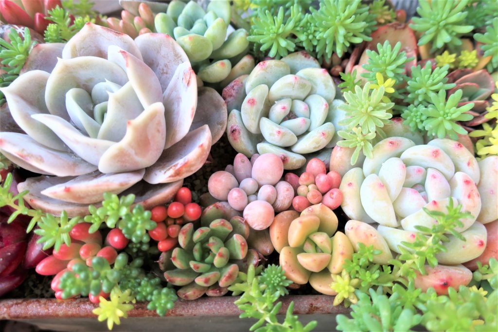 多肉植物との違いも押さえておく