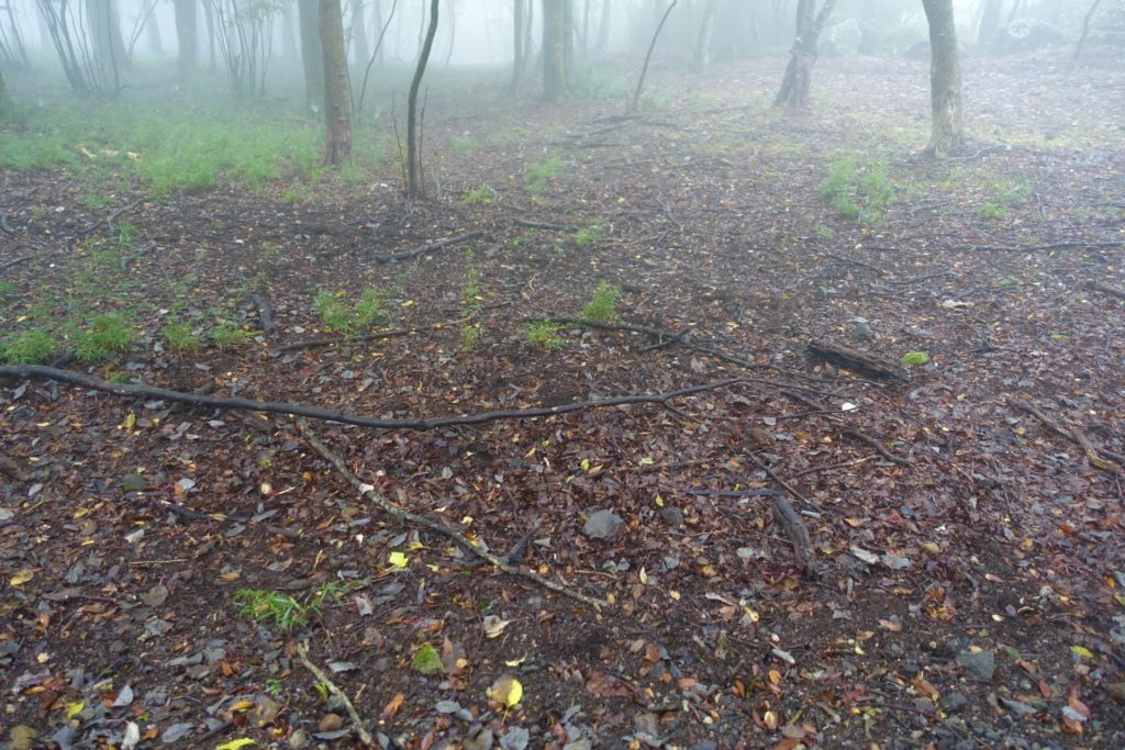 冬越し対策① 水やりは「減らす」が基本