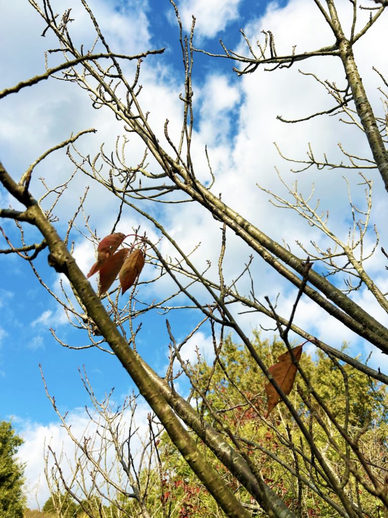 冬越し対策② 防寒は「根」を守る