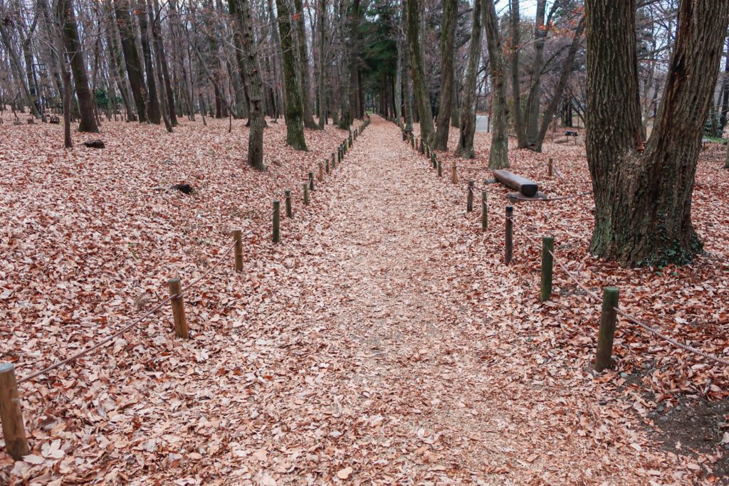 冬に「枯れたように見える」植物の正体