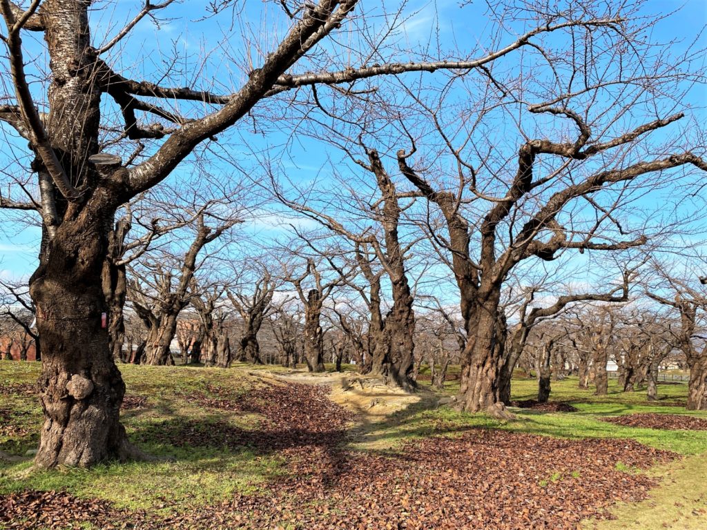なぜ冬になると植物は葉を落とすのか？