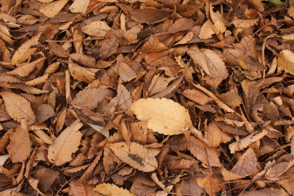 冬の植物は「休んでいるだけ」