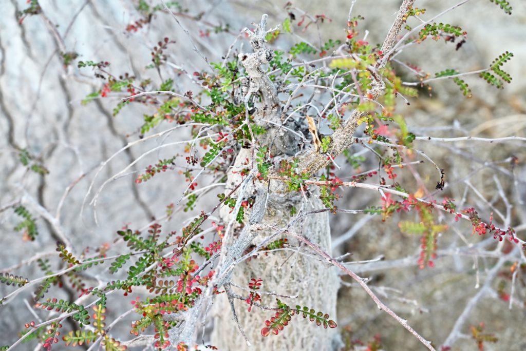 塊根植物 外管理おすすめオペルクリカリア