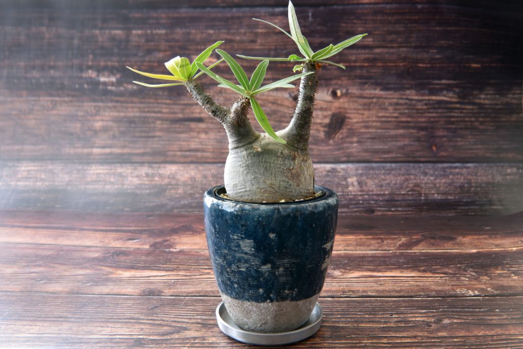 塊根植物 外管理おすすめパキポディウム