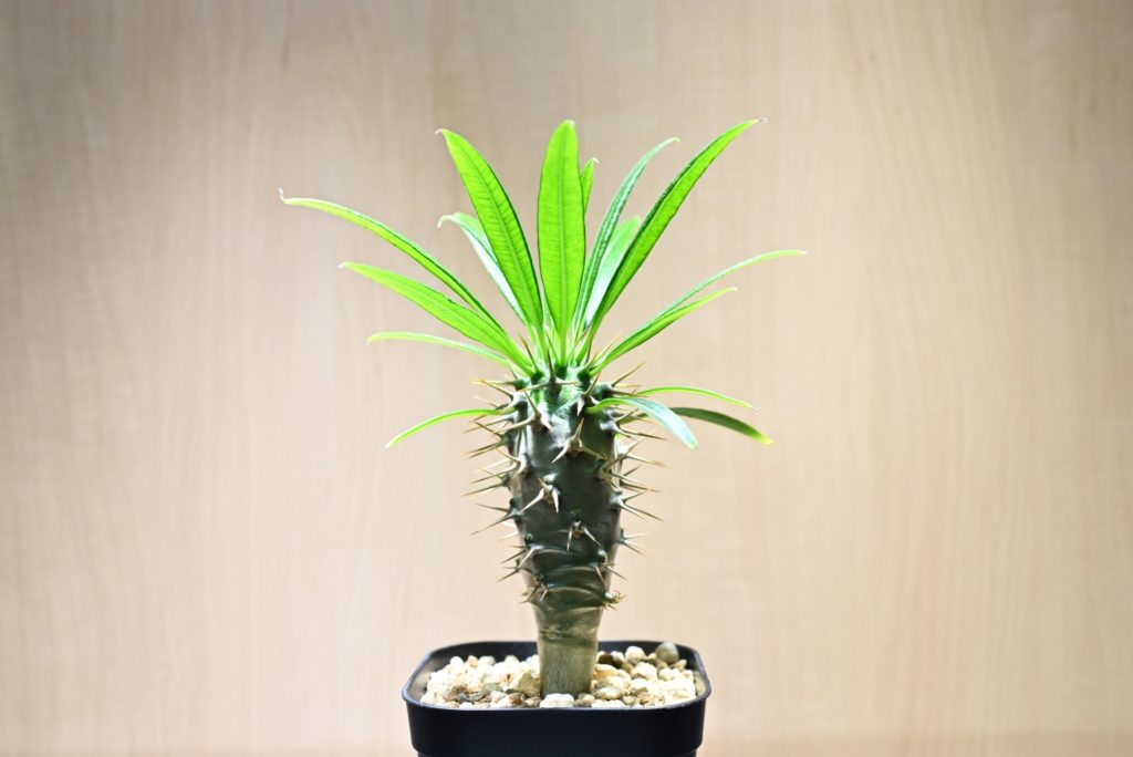 結論として、東京で育てるなら「ラメリー系」が特に安心です。